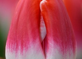 Tulipa With Love (4)